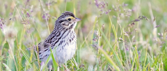 Bird Walks