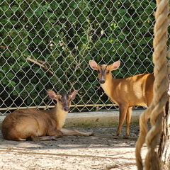 Zoofari