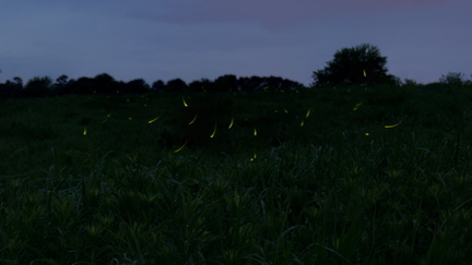 Workshop Fireflies on the Prairie
