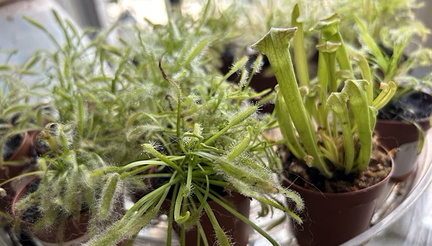 Carnivorous Plant Container Garden Workshop