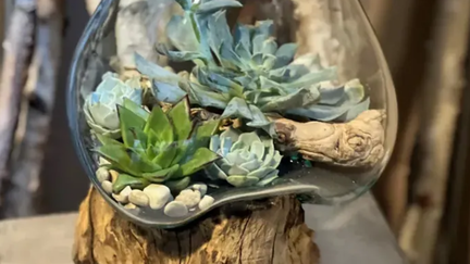 Driftwood Terrarium Succulent Workshop