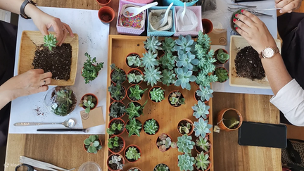 Driftwood Terrarium Succulent Workshop (2)