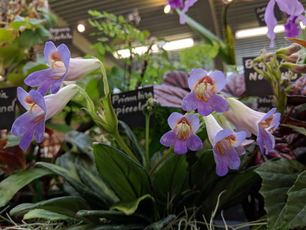 Orchids in The Park 2025