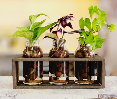 Grow Your Own Vibe DIY Dorm Plants Workshop