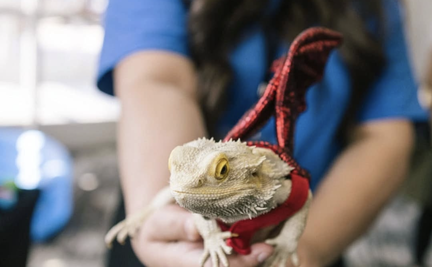 DFW Aquarium Association  Reptile Expo