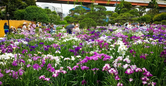 Katsushika Iris Festival