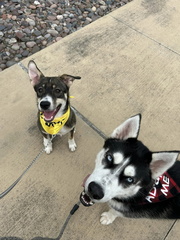 Pet Palooza Flea at Still Austin Whiskey