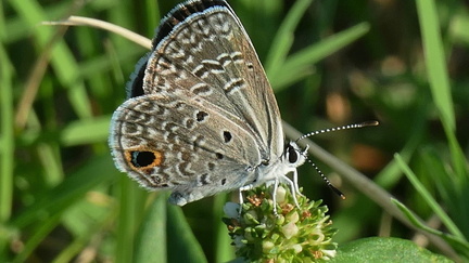 Tiny Wildlife Walk
