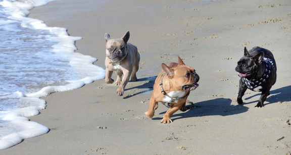 Frenchie Meetup with the French Beachdogs