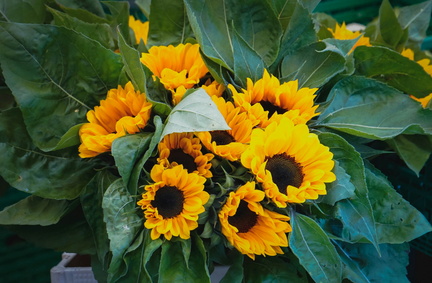1st Annual Sunflower Summer Fair