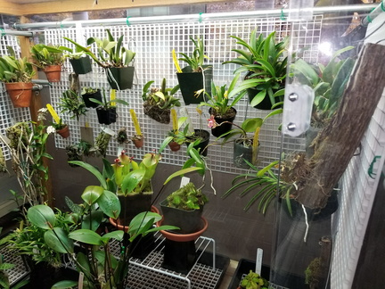 Carnivorous Plant Show and Sale