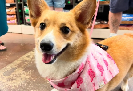 Pink Puppy Club