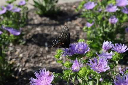 Pollinator Prowl - Houston Botanic Garden