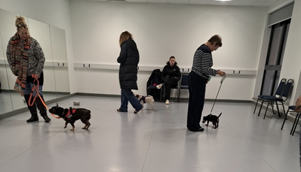 Fun Dog Show