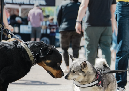 Fetch Local Markets  Ottawa
