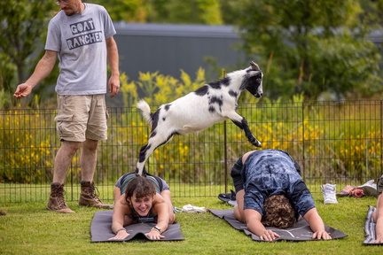 Goat Yoga