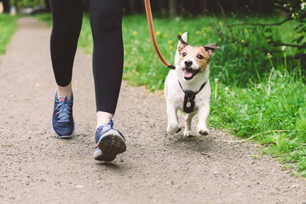 walking with dog