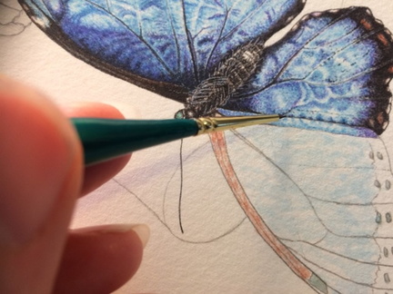 blue-moth-3