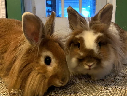 Annual Bunny Benefit