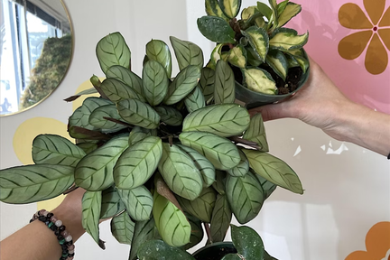A Living Wall Art Workshop