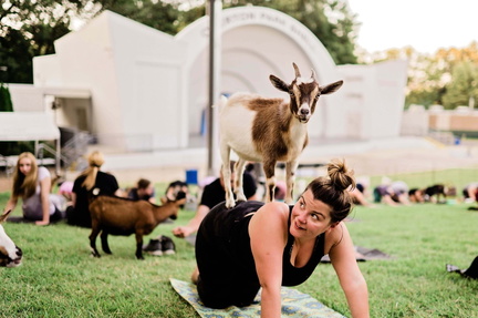Goat Yoga