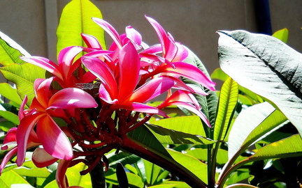 Plumeria Festival 2025