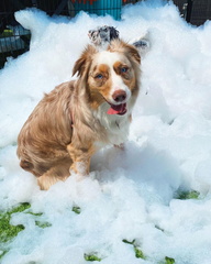 Dog Foam Party