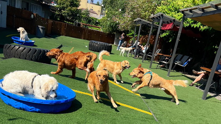 Golden Retriever Meet Up