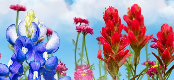 BLOOM Reception Flowers of the Blackland Prairie