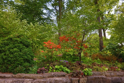 Shade Tolerant Plants