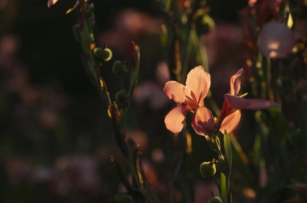 Looking Ahead Planning Your Fall Garden