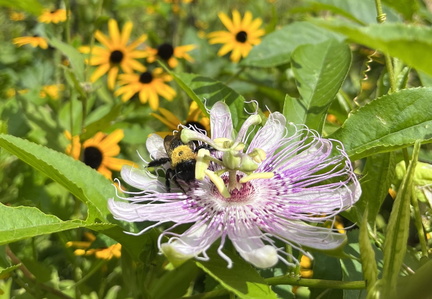 Summer Pollinator Walk