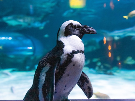 Pints and Penguins