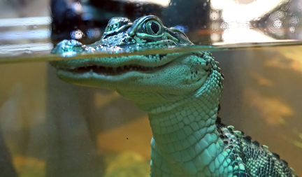 Cuban Crocodile Day