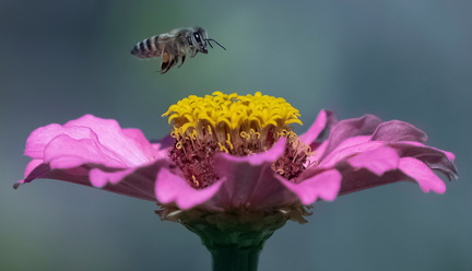 Pollination Celebration