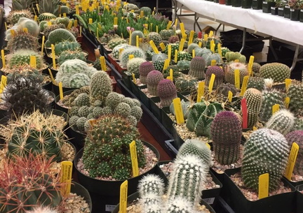 San Jose Cactus and Succulent Society Show and Sale