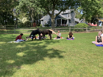 Alpaca Yoga