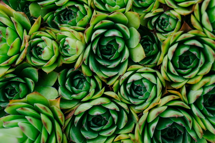Succulent Social with The Gray Pot