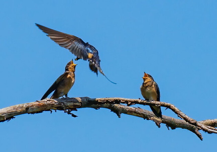 Birds of a Feather: Summer Wings