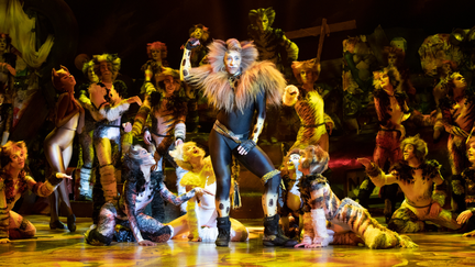 Cats