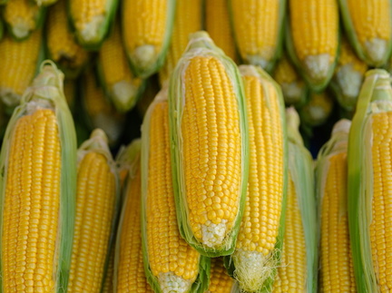 Sweet Corn Festival