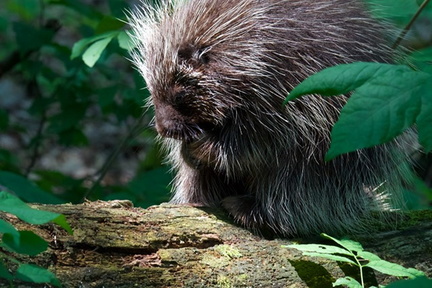 Wander the Wild - Hawk Creek Wildlife Center