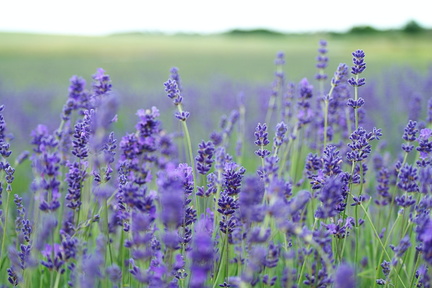 Lavender Days