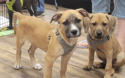 Dog Meet &amp; Greet with Hands, Hearts and Paws