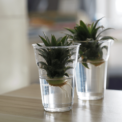 Grow your Kitchen Workshop