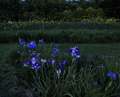 Firefly Viewing Nights