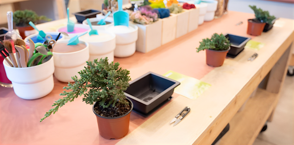 Boozy Bonsai Workshop