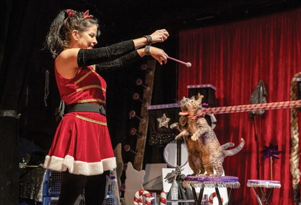 Acrocats.feature-1440x980