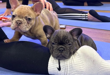 yoga with french bulldogs