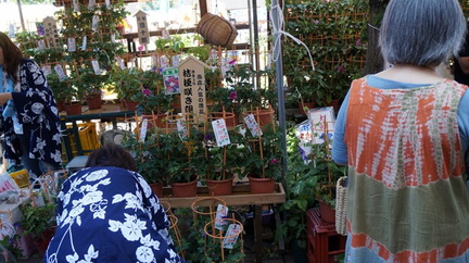 Iriya Asagao Festival